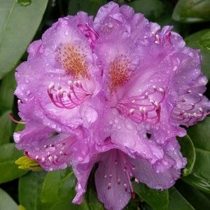 Meet your Posher, Posh